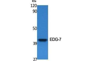Western Blot (WB) analysis of specific cells using EDG-7 Polyclonal Antibody.