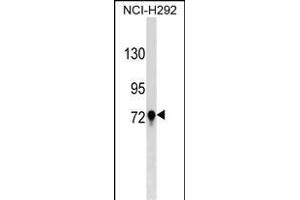 TGM3 Antibody (C-term) (ABIN1537448 and ABIN2849136) western blot analysis in NCI- cell line lysates (35 μg/lane). (TGM3 抗体  (C-Term))