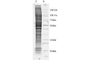 Coommassie stained SDS-PAGE of 20 µl of Mouse Derived NIH 3T3 Whole Cell Lysate (Ready-to-Use) separated in a 4-20% gradient gel under non-reducing conditions (lane 1). (小鼠 IgG 同型对照)