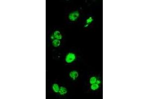 Anti-ERCC1 mouse monoclonal antibody (ABIN2455548) immunofluorescent staining of COS7 cells transiently transfected by pCMV6-ENTRY ERCC1 (RC200478). (ERCC1 抗体)