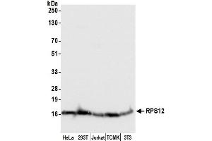 Western Blotting (WB) image for anti-Ribosomal Protein S12 (RPS12) (AA 1-50) antibody (ABIN7449912)
