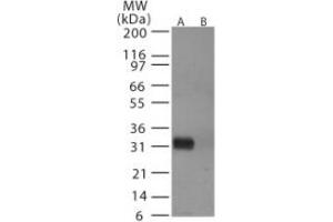 Image no. 1 for anti-Hemagglutinin antibody (Influenza A Virus) (AA 72-88) (ABIN292415) (Hemagglutinin 抗体  (AA 72-88))