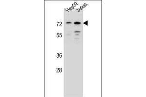 DACH2 Antibody (N-term) (ABIN657165 and ABIN2846299) western blot analysis in HepG2,Jurkat cell line lysates (35 μg/lane). (DACH2 抗体  (N-Term))