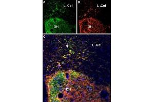 Multiplex staining of VGLUT2 and P2X7 Receptor in rat spinal cordImmunohistochemical staining of perfusion-fixed frozen rat spinal cord sections using Anti-VGLUT2 Antibody (ABIN7043681, ABIN7044370 and ABIN7044371), (1:600) and Anti-P2X7 Receptor-ATTO Fluor-550 Antibody (), (1:100).