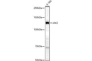 Western blot analysis of extracts of K-562 cells, using J antibody (ABIN7268040) at 1:1000 dilution. (JAK2 抗体)
