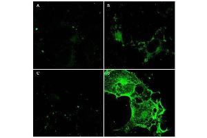 Immunofluorescence Microscopy using  Protein A purified anti-CD97 antibody shows staining of Fc-CD97-(5EGF) (panel D) in transfected COS cells. (CD97 抗体  (AA 1-512))