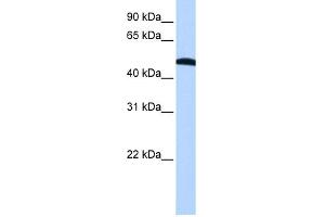 WB Suggested Anti-EIF2S2 Antibody Titration:  0. (EIF2S2 抗体  (N-Term))