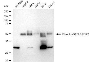 Western blotting analysis using Phospho-GATA3(S308) antibody (ABIN7798696).