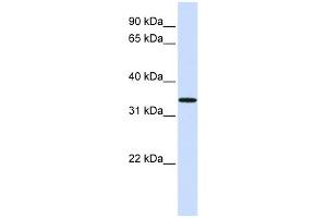 WB Suggested Anti-C16orf78 Antibody Titration: 0. (C16orf78 抗体  (Middle Region))