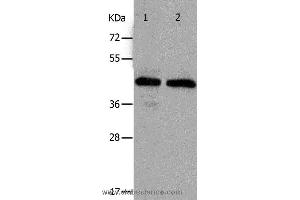 Western blot analysis of Hela and A549 cell, using PAWR Polyclonal Antibody at dilution of 1:400 (PAWR 抗体)