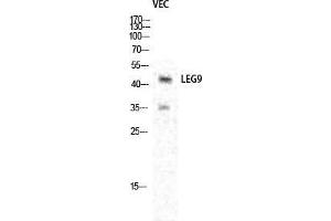 Western Blot (WB) analysis of specific cells using Galectin-9 Polyclonal Antibody. (Galectin 9 抗体  (Internal Region))
