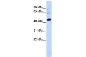 Image no. 1 for anti-D4, Zinc and Double PHD Fingers, Family 3 (DPF3) (AA 71-120) antibody (ABIN6742456) (DPF3 抗体  (AA 71-120))