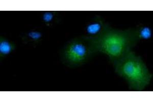 Anti-CD80 mouse monoclonal antibody (ABIN2452896) immunofluorescent staining of COS7 cells transiently transfected by pCMV6-ENTRY CD80 (RC206540). (CD80 抗体)