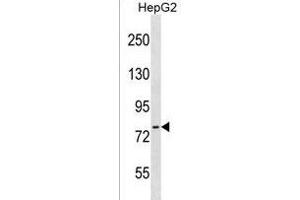CTEN Antibody (N-term) (ABIN1539033 and ABIN2849943) western blot analysis in HepG2 cell line lysates (35 μg/lane). (Tensin 4 抗体  (N-Term))