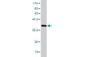 Western Blot detection against Immunogen (36. (NEFH 抗体  (AA 263-363))