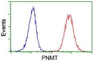 Image no. 2 for anti-Phenylethanolamine N-Methyltransferase (PNMT) antibody (ABIN1500308) (PNMT 抗体)