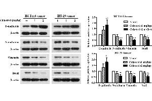 Effects of celastrol on the expression levels of EMT-related proteins in xenograft CRC mice. (SNAI1, SNAI2, SNAI3 (AA 188-264) 抗体)