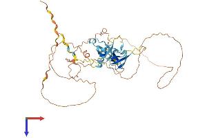 cDNA Sequence BC051019 (BC051019) (AA 1-402) protein (His tag)