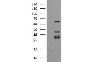 Image no. 1 for anti-Tripartite Motif Containing 45 (TRIM45) (AA 288-580) antibody (ABIN1491334) (TRIM45 抗体  (AA 288-580))