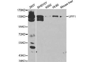 Western blot analysis of extracts of various cell lines, using UPF1 antibody. (RENT1/UPF1 抗体)