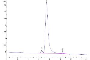 The purity of Biotinylated Human CD24 is greater than 95 % as determined by SEC-HPLC. (CD24 Protein (AA 27-59) (Fc Tag,Biotin))