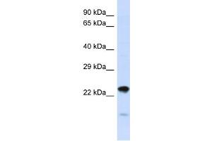 Host:  Rabbit  Target Name:  NIPSNAP3A  Sample Type:  HepG2 Whole Cell lysates  Antibody Dilution:  1. (NIPSNAP3A 抗体  (N-Term))