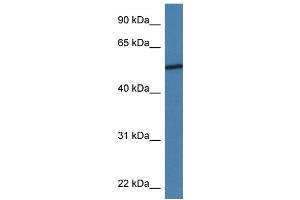 WB Suggested Anti-ADIPOR2 Antibody Titration: 1.