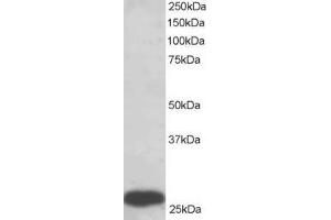 Western Blotting (WB) image for anti-phosphoglycerate Mutase 1 (Brain) (PGAM1) (C-Term) antibody (ABIN2466100) (PGAM1 抗体  (C-Term))