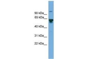 Image no. 1 for anti-Bridging Integrator 2 (BIN2) (AA 359-408) antibody (ABIN6745623) (BIN2 抗体  (AA 359-408))