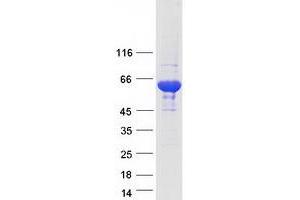 Validation with Western Blot (EHD1 Protein (Myc-DYKDDDDK Tag))