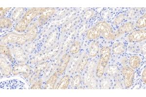 Detection of LZM in Bovine Kidney Tissue using Polyclonal Antibody to Lysozyme (LZM) (LYZ 抗体  (AA 18-147))