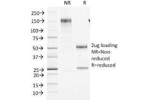 SDS-PAGE Analysis of Purified, BSA-Free Factor XIIIa Antibody (clone F13A1/1448). (F13A1 抗体  (AA 46-181))