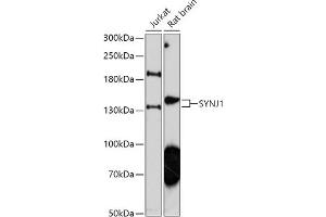 Western blot analysis of extracts of various cell lines, using SYNJ1 antibody (ABIN7270666) at 1:1000 dilution. (Synaptojanin 1 抗体  (AA 100-200))
