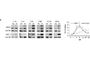 Western Blotting (WB) image for anti-Histone Deacetylase 1 (HDAC1) antibody (ABIN2854776)