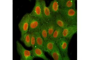IF analysis of FEN1 using anti-FEN1 antibody (ABIN7601617) and anti-Beta Tubulin antibody (ABIN7602743). (FEN1 抗体  (AA 4-300))
