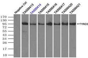 Image no. 2 for anti-TYRO3 Protein Tyrosine Kinase (TYRO3) antibody (ABIN1501605) (TYRO3 抗体)