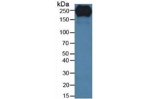 Rabbit Detection antibody from the kit in WB with Positive Control: Human serum. (Fibronectin CLIA Kit)