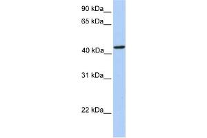 WB Suggested Anti-PAICS Antibody Titration:  0. (PAICS 抗体  (N-Term))