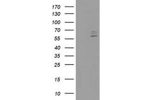 Image no. 2 for anti-Cytochrome P450, Family 2, Subfamily J, Polypeptide 2 (CYP2J2) antibody (ABIN1497733) (CYP2J2 抗体)