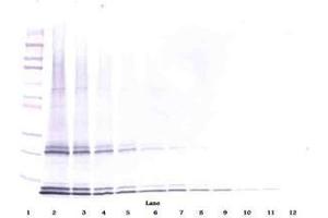 Image no. 2 for anti-Interleukin 15 (IL15) antibody (ABIN465268) (IL-15 抗体)