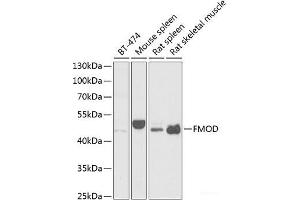 Western blot analysis of extracts of various cell lines using FMOD Polyclonal Antibody at dilution of 1:1000. (Fibromodulin 抗体)