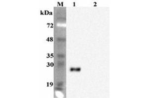 Western blot analysis using anti-FGF-19 (human), mAb (FG98-6)  at 1:2000 dilution. (FGF19 抗体)