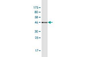 Western Blotting (WB) image for anti-Protein tyrosine Phosphatase, Receptor Type, C (PTPRC) (AA 390-570) antibody (ABIN948355)