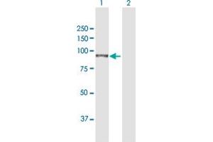 Western Blot analysis of TGM1 expression in transfected 293T cell line by TGM1 MaxPab polyclonal antibody. (TGM1 抗体  (AA 1-817))