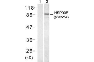 Western blot analysis of extract from HT29 cells treated with anisomycin (500ng/ml, 30min), using HSP90B (Phospho-Ser254) antibody (E011196, Lane 1 and2). (HSP90AB1 抗体  (pSer254))