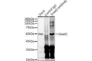 Immunoprecipitation analysis of 300 μg extracts of HeLa cells using 3 μg Smad2 antibody (ABIN7270344). (SMAD2 抗体)