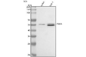 Western blot analysis of IRAK4 using anti-IRAK4 antibody (ABIN7600110).