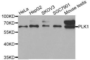 Western blot analysis of extracts of various cell lines, using PLK1 antibody. (PLK1 抗体  (AA 304-603))