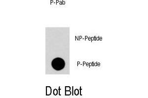 Dot blot analysis of Phospho-RGS19-S24 Antibody (ABIN389781 and ABIN2839690) on nitrocellulose membrane. (RGS19 抗体  (pSer24))