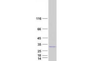 Western Blotting (WB) image for Chromosome 7 Open Reading Frame 30 (C7orf30) protein (Myc-DYKDDDDK Tag) (ABIN2712966)